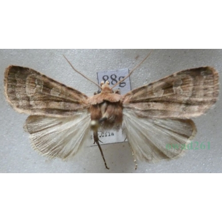 Diarsia rubi (Vieweg, 1790) Rolnica malinówka Czech88g